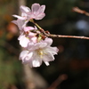 桜が見頃