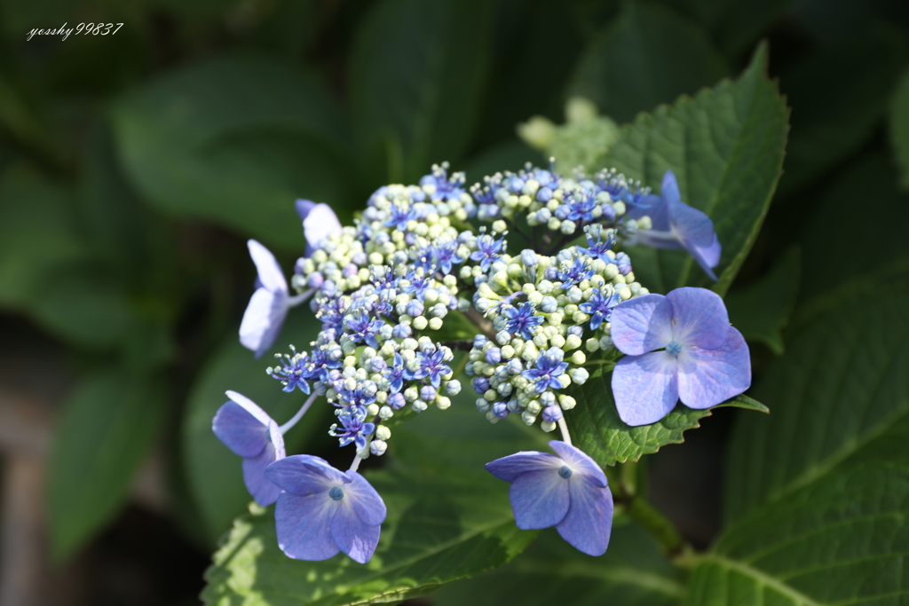 最近晴れてるけど、お花は梅雨モード