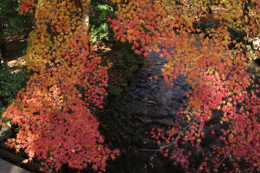 上賀茂紅葉