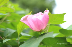 実は秋の花？