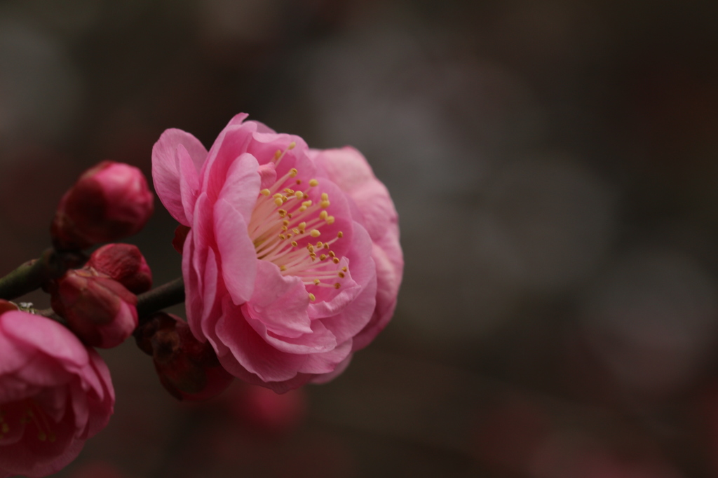 雨でも華やか