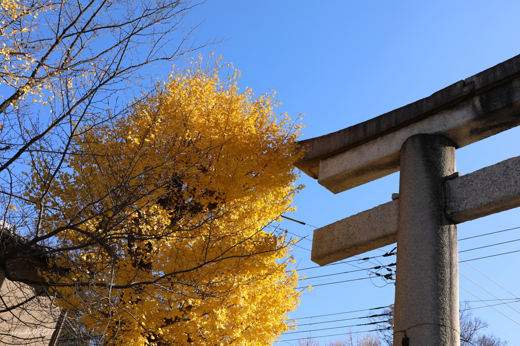 八坂の銀杏