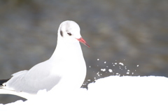 雪景色、まだやるの？