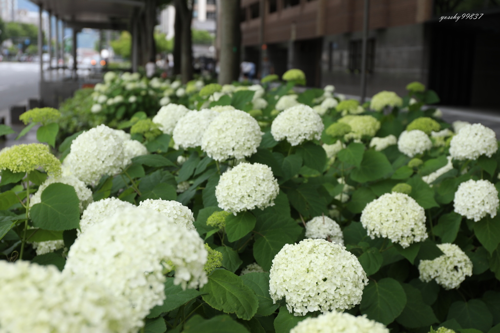 あじさい通りの紫陽花