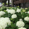 あじさい通りの紫陽花