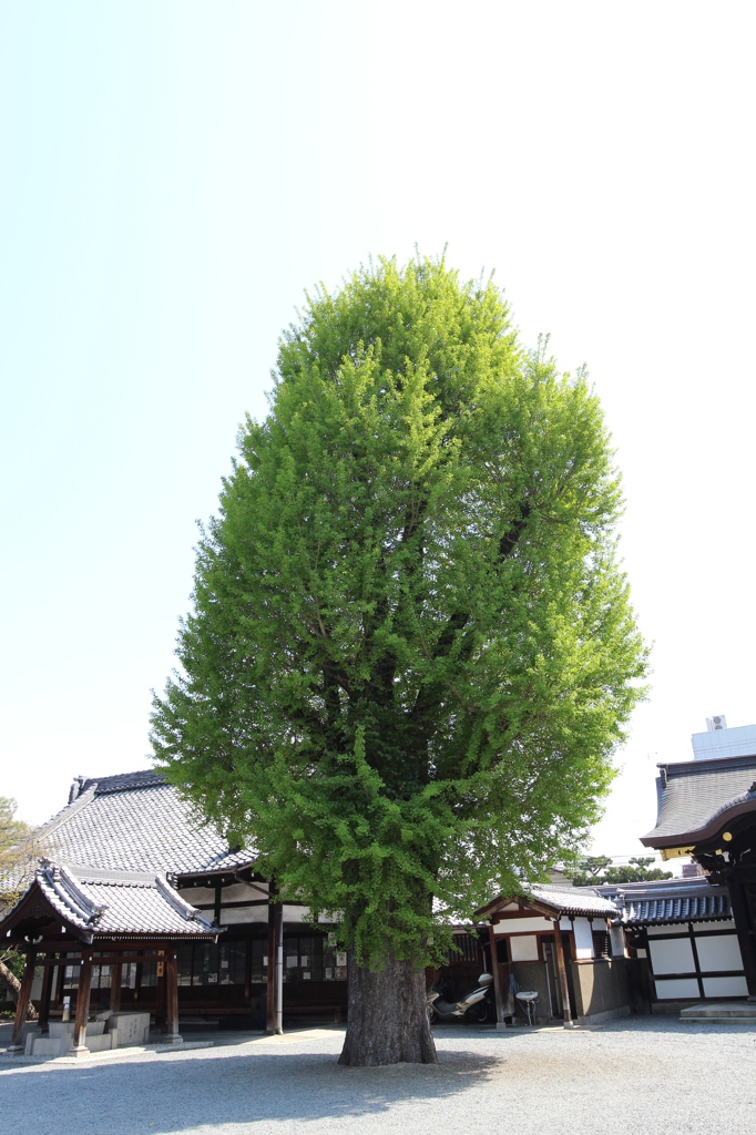 新緑銀杏