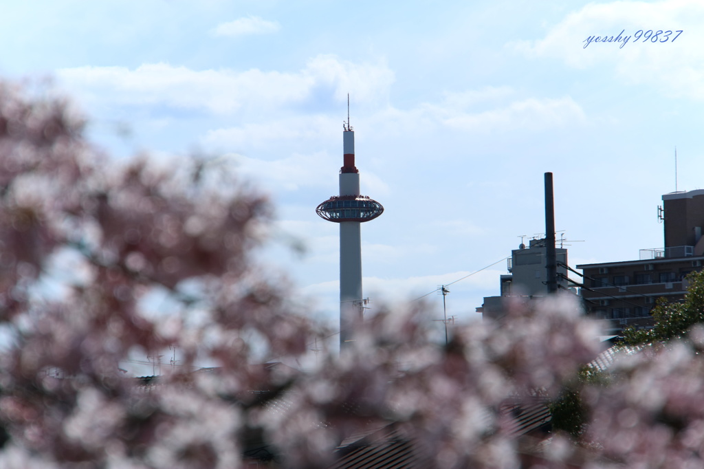 桜タワー