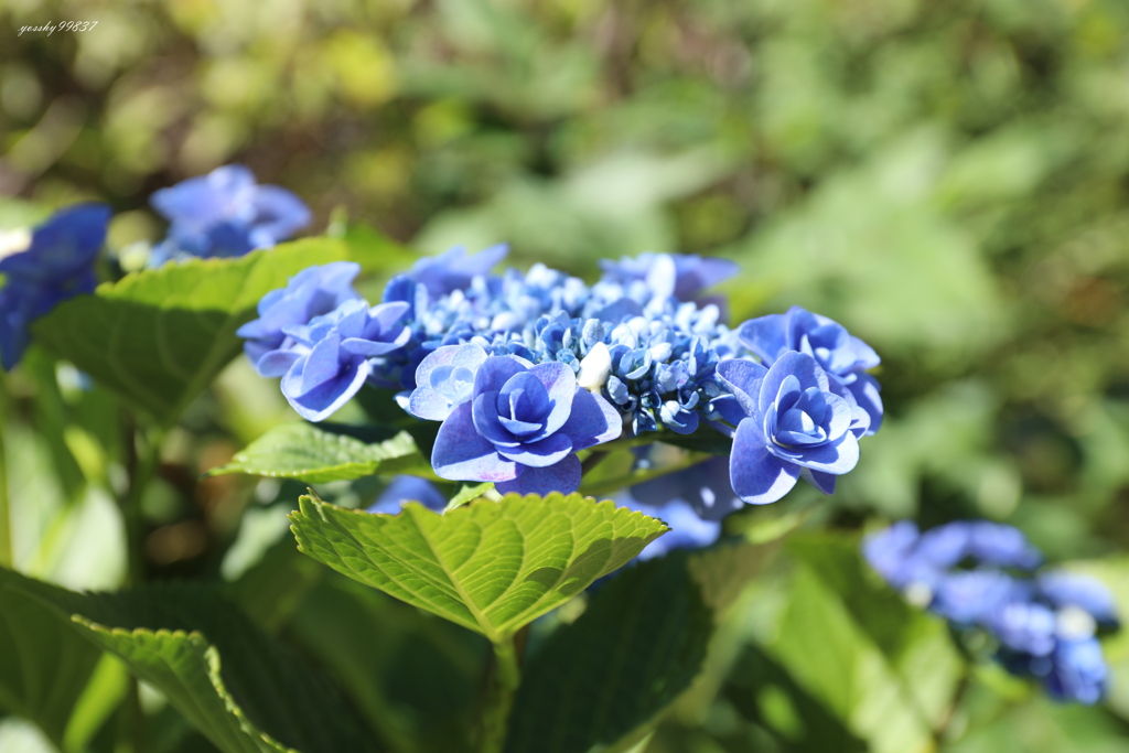 季節の花