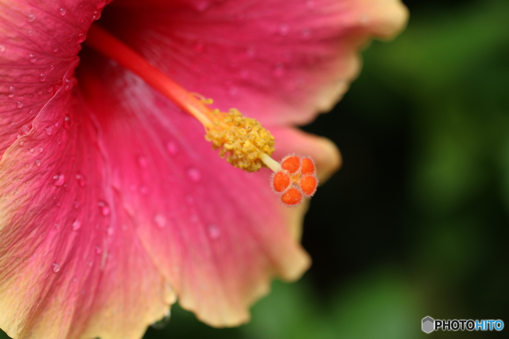 どっちが花びら？