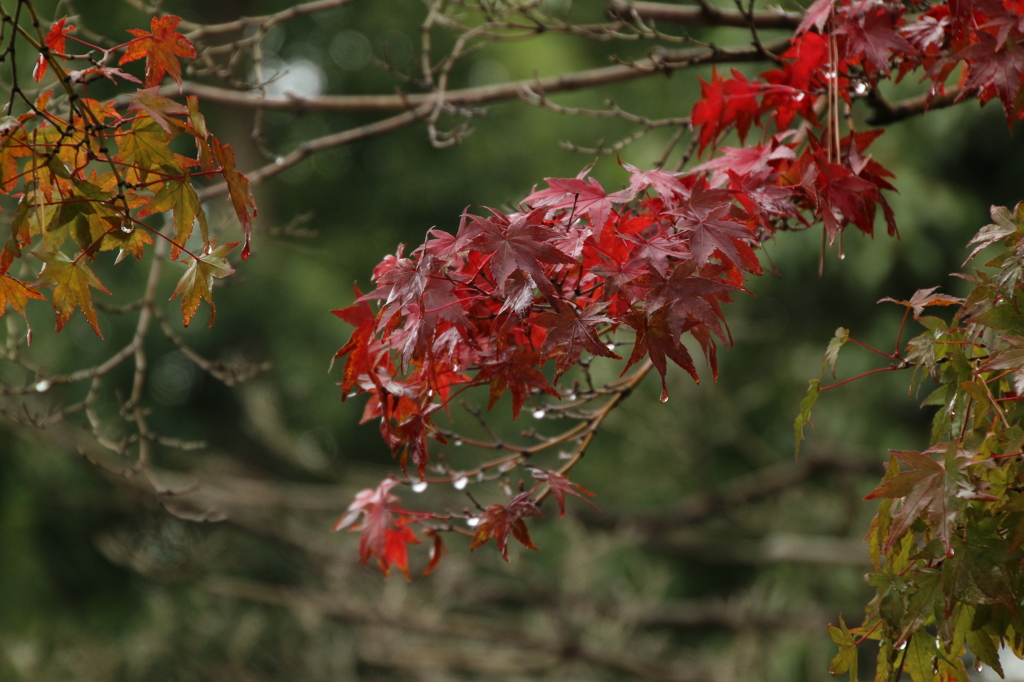八坂神社　紅葉少し