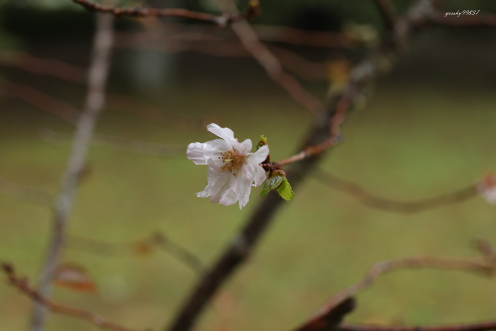 １０月末桜