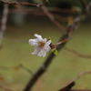 １０月末桜