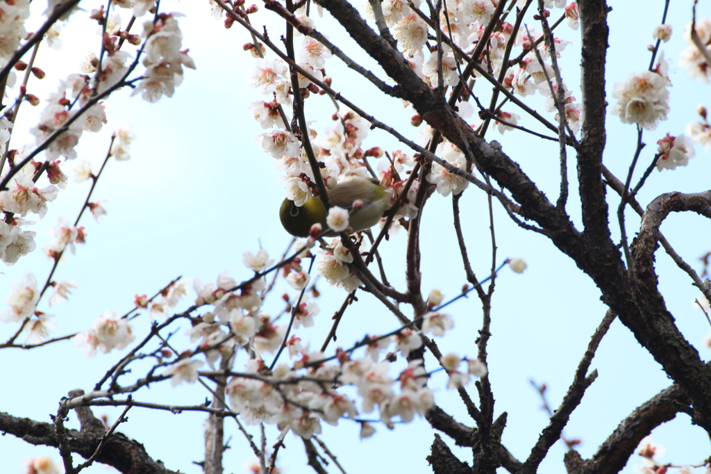 初ウメジロ！！