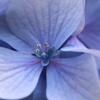アジサイの花
