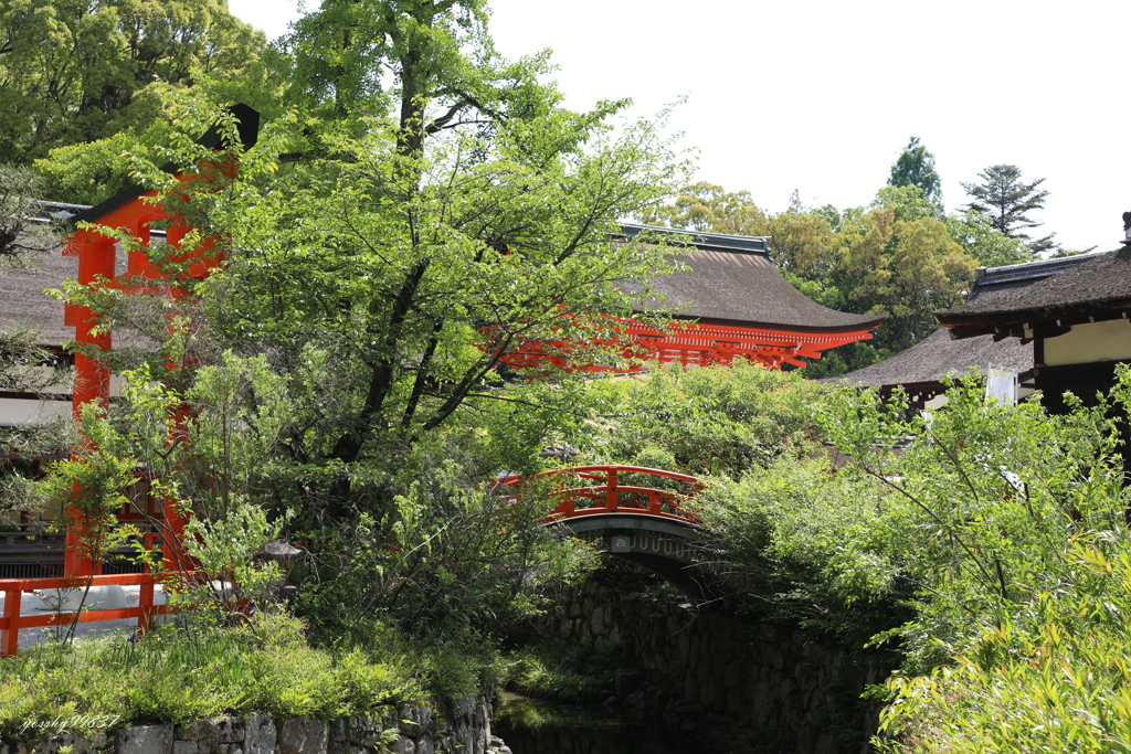 下鴨の森