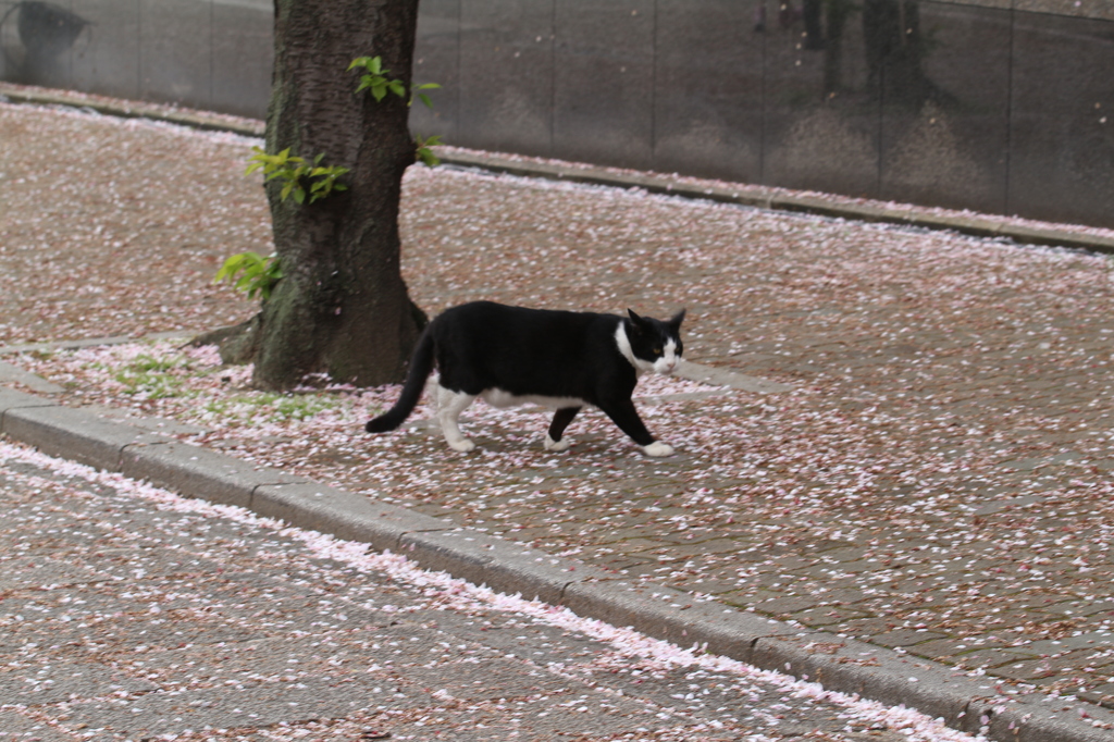 疾走！桜猫！！