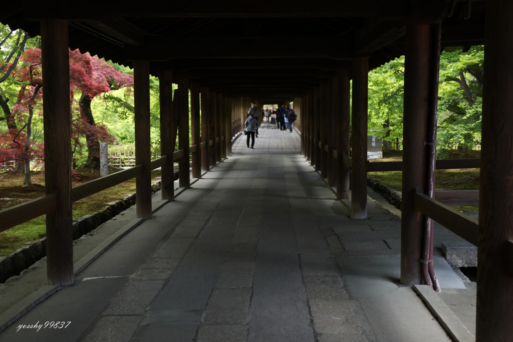 実は初めての通天橋