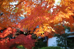 廬山寺