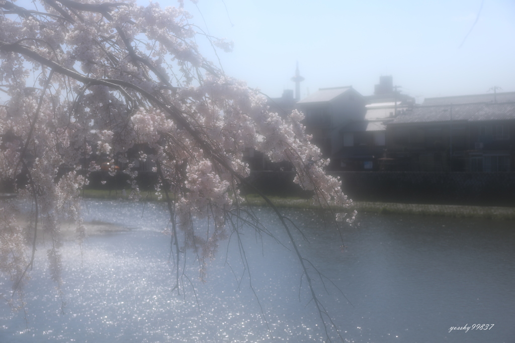 幻影桜