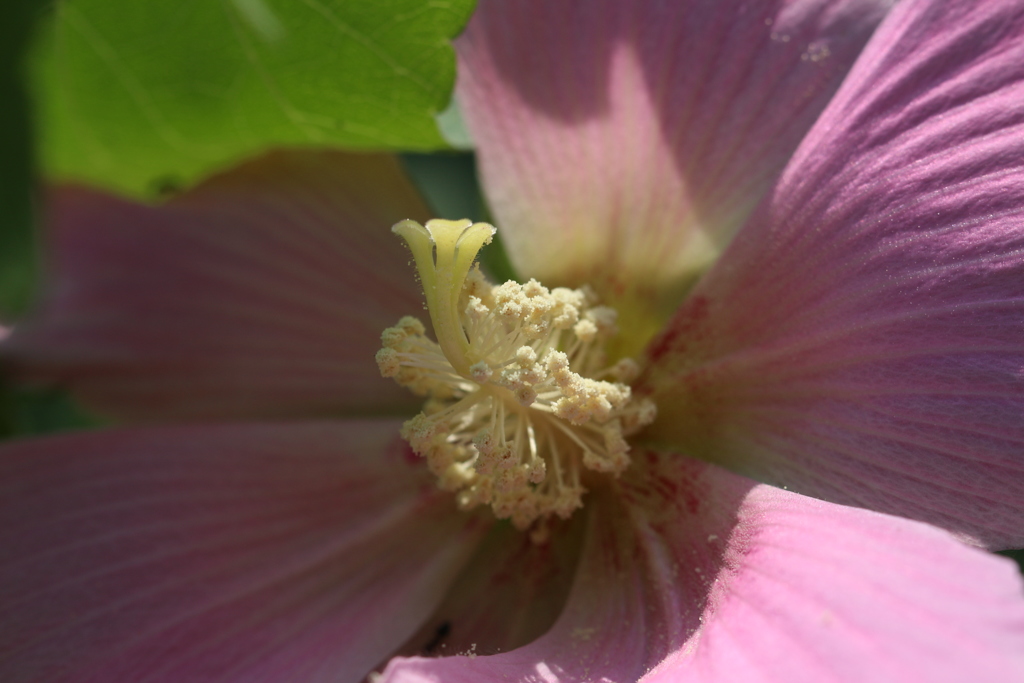 夏芙蓉