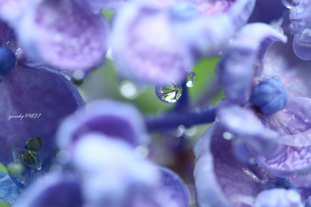 梅雨