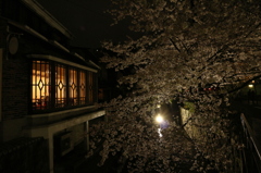 木屋町夜桜