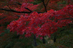 早朝清水、綺麗かも