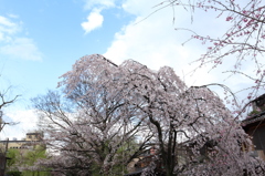 晴れ間が見える隙に・・・