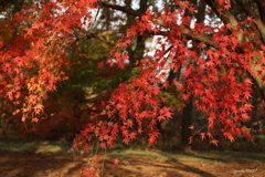 紅葉御苑