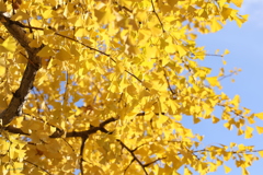 秋の黄金色