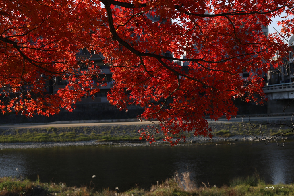 鴨川紅葉