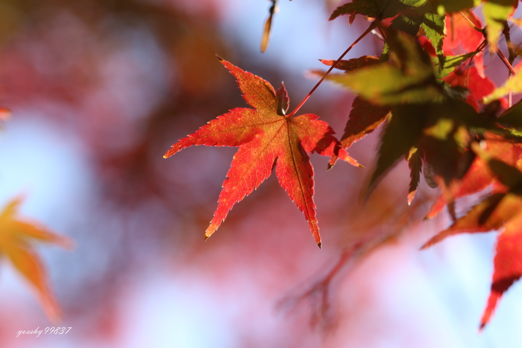 御苑の紅色