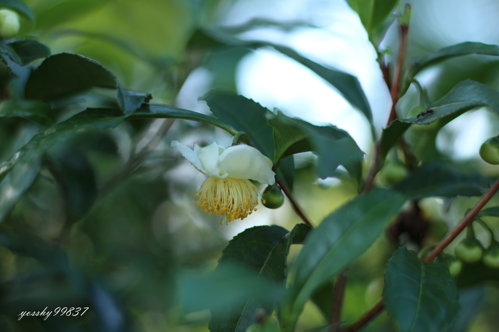 こんな花が咲きます