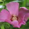 芙蓉