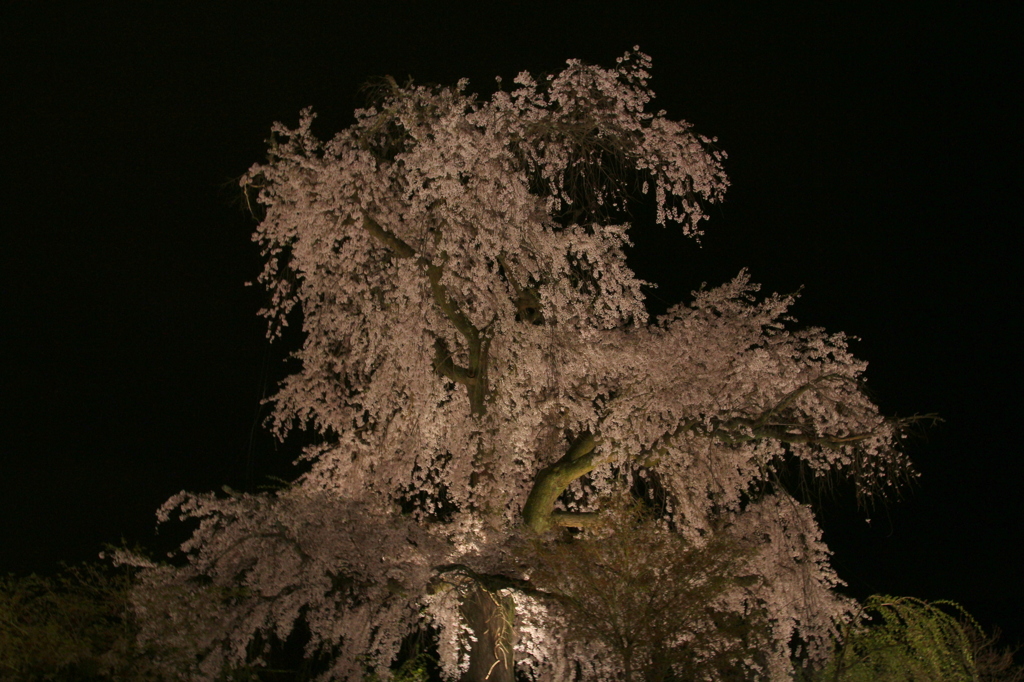 夜の枝垂れ
