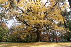 黄色い巨木