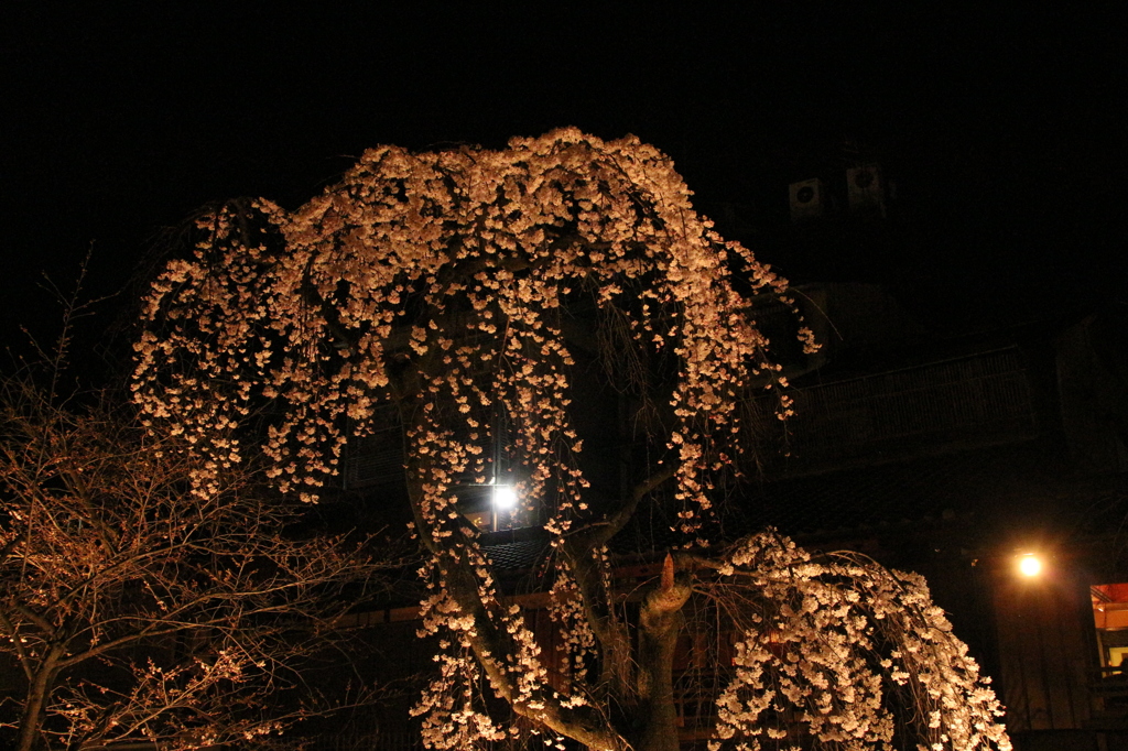 夜桜の春