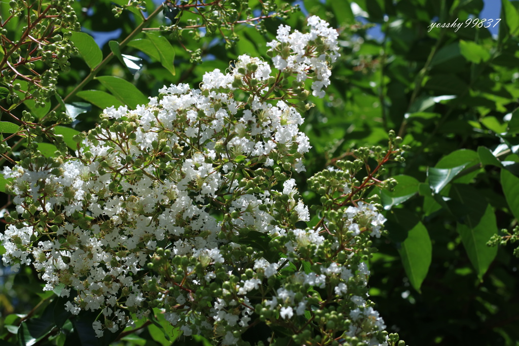 お花も夏モード