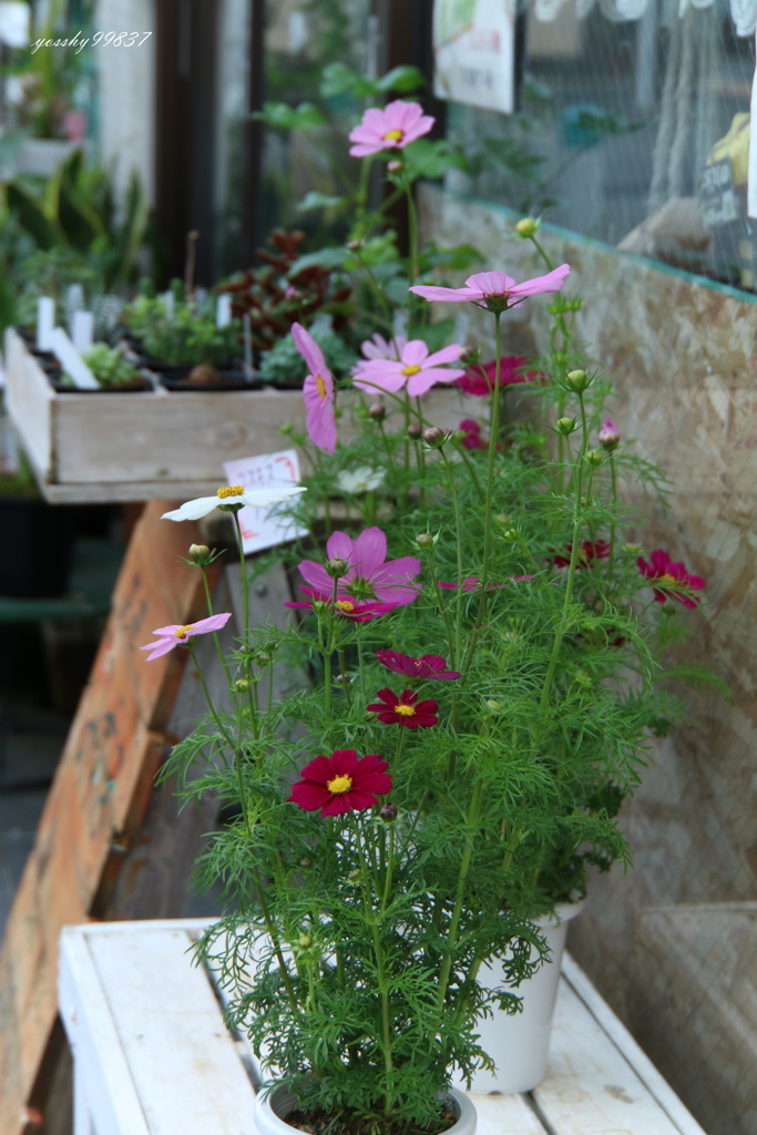 お花屋さんは秋