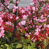 桜に負けじ