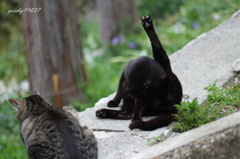 たむきゅ～でにくきゅ～・・・ちょっと遠い。。