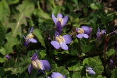 苔に花が咲く！？