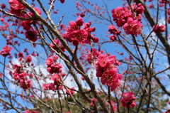 京都御苑の梅