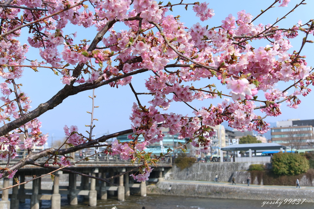 三条桜