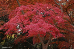 初冬の紅葉