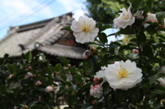 山茶花の寺