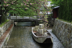 八重桜舟