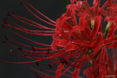 風雨花