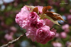 薔薇桜