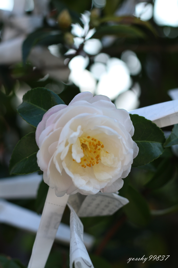 山茶花おみくじ？